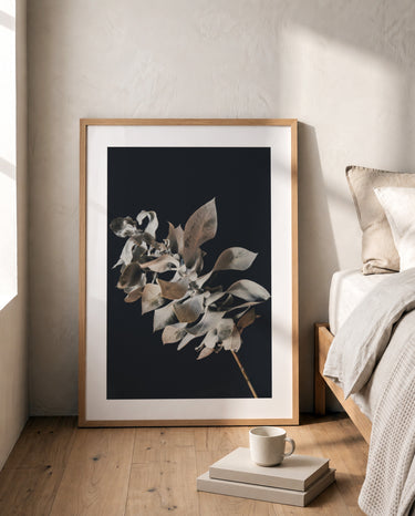 Macrocarpa Study - Limited Edition
