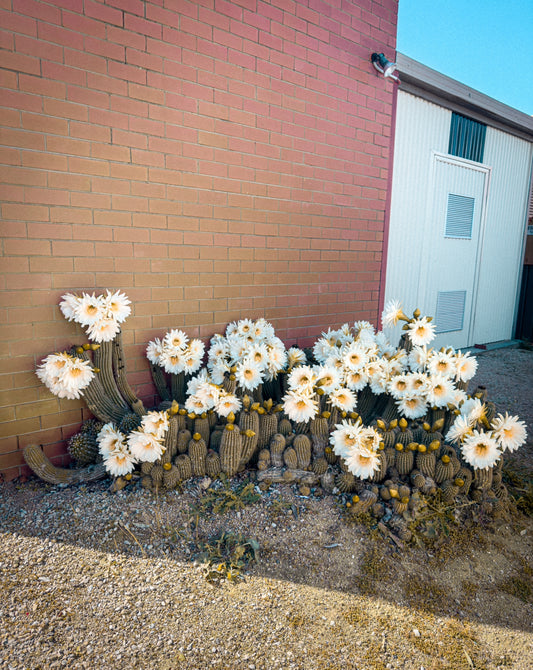 Untended Cacti
