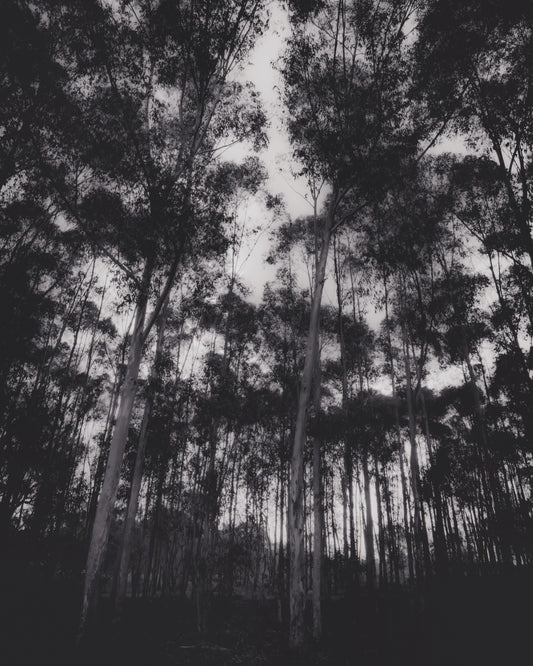 Gum Tree Dreaming