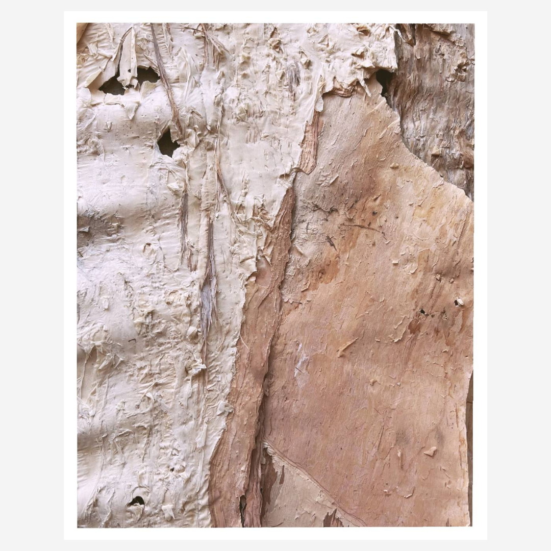 Paperbark Textures