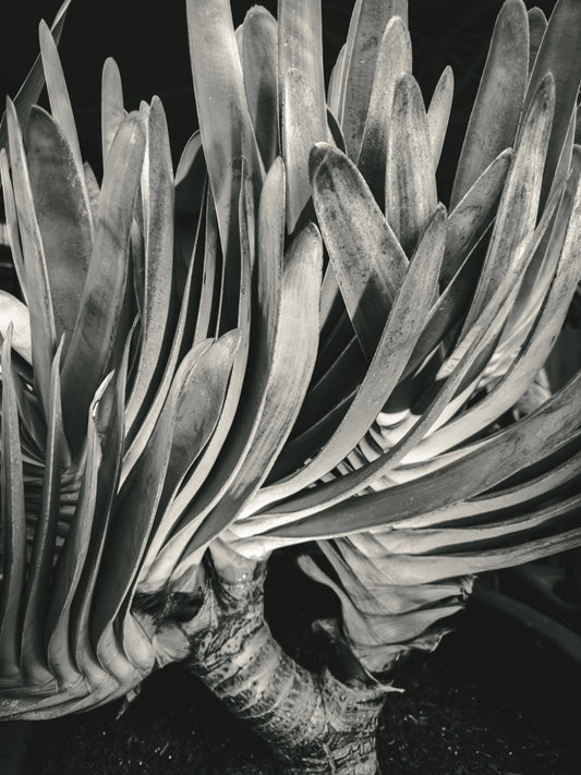 The Fronds
