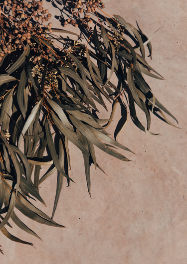 Bush Witch Hair Australian eucalyptus photography print featuring cascading gum leaves and seed clusters in muted sage green and earthy brown tones against a warm neutral background