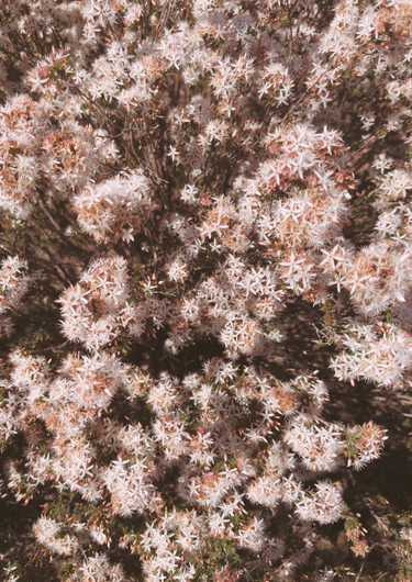 Myrtle Haze Australian botanical photography print featuring delicate white star shaped fringe myrtle flowers with soft pink tones and warm earthy foliage