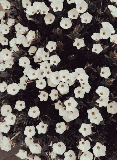 native confetti australian botanical photography print featuring delicate white native flowers clustered against dark green foliage, creating a striking floral pattern