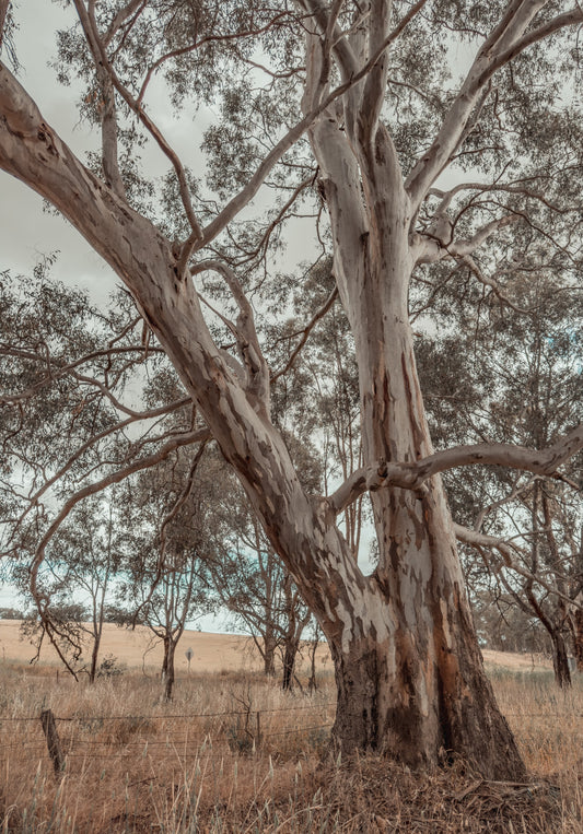 Country Road