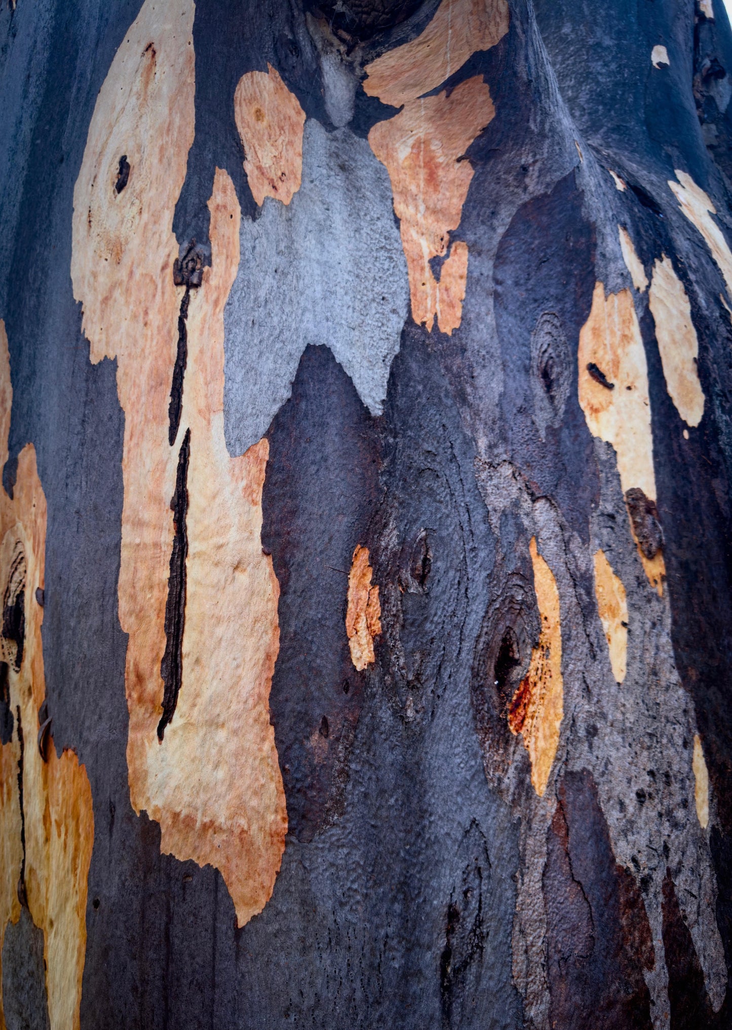 Eucalyptus Tapestry