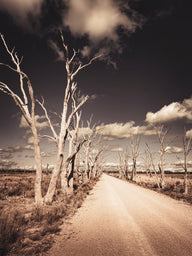The Wetlands
