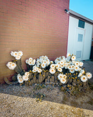 Untended Cacti