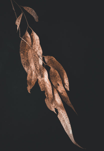 Senescence