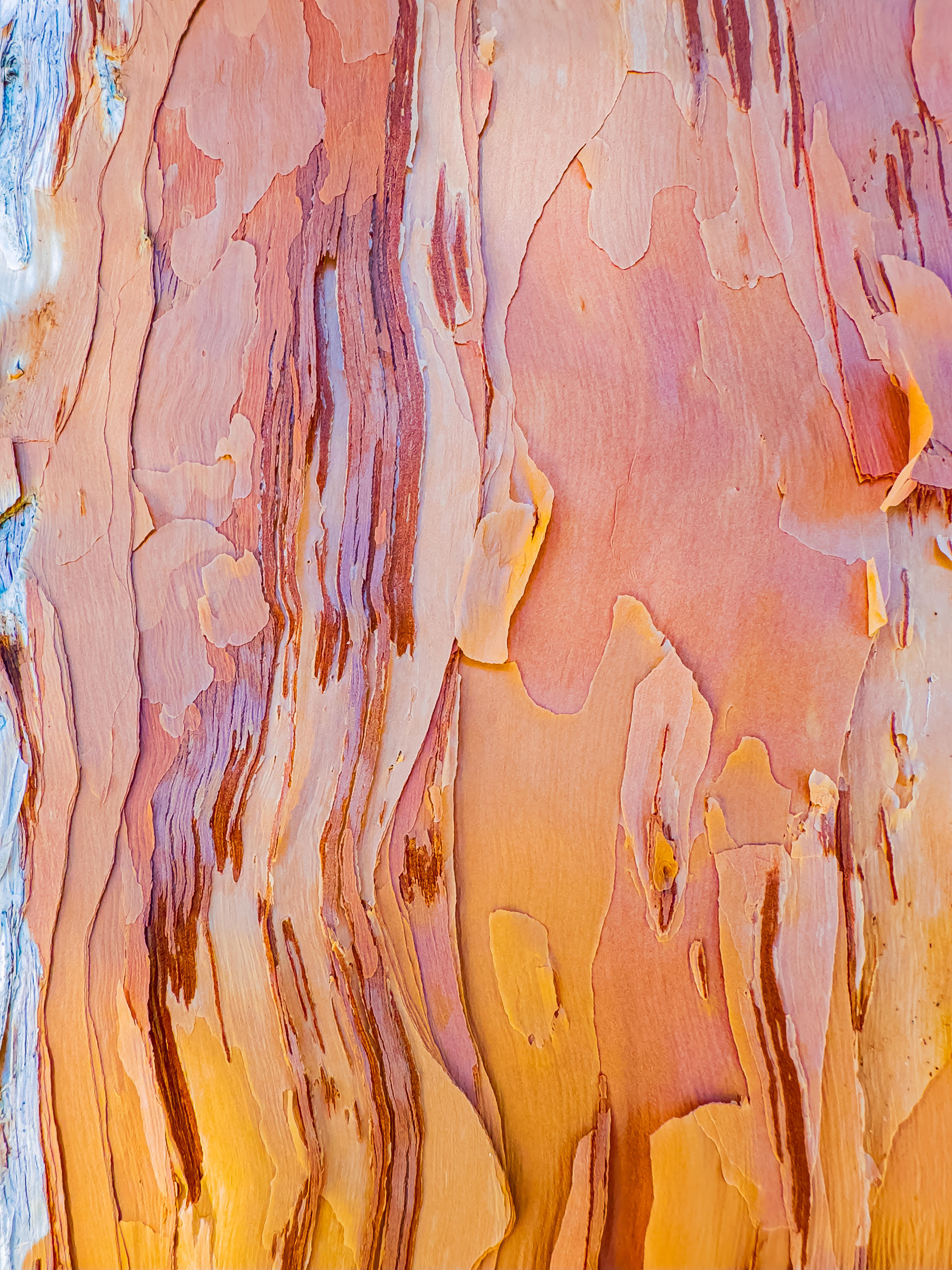 Paperbark Punch β LYPTUS ART