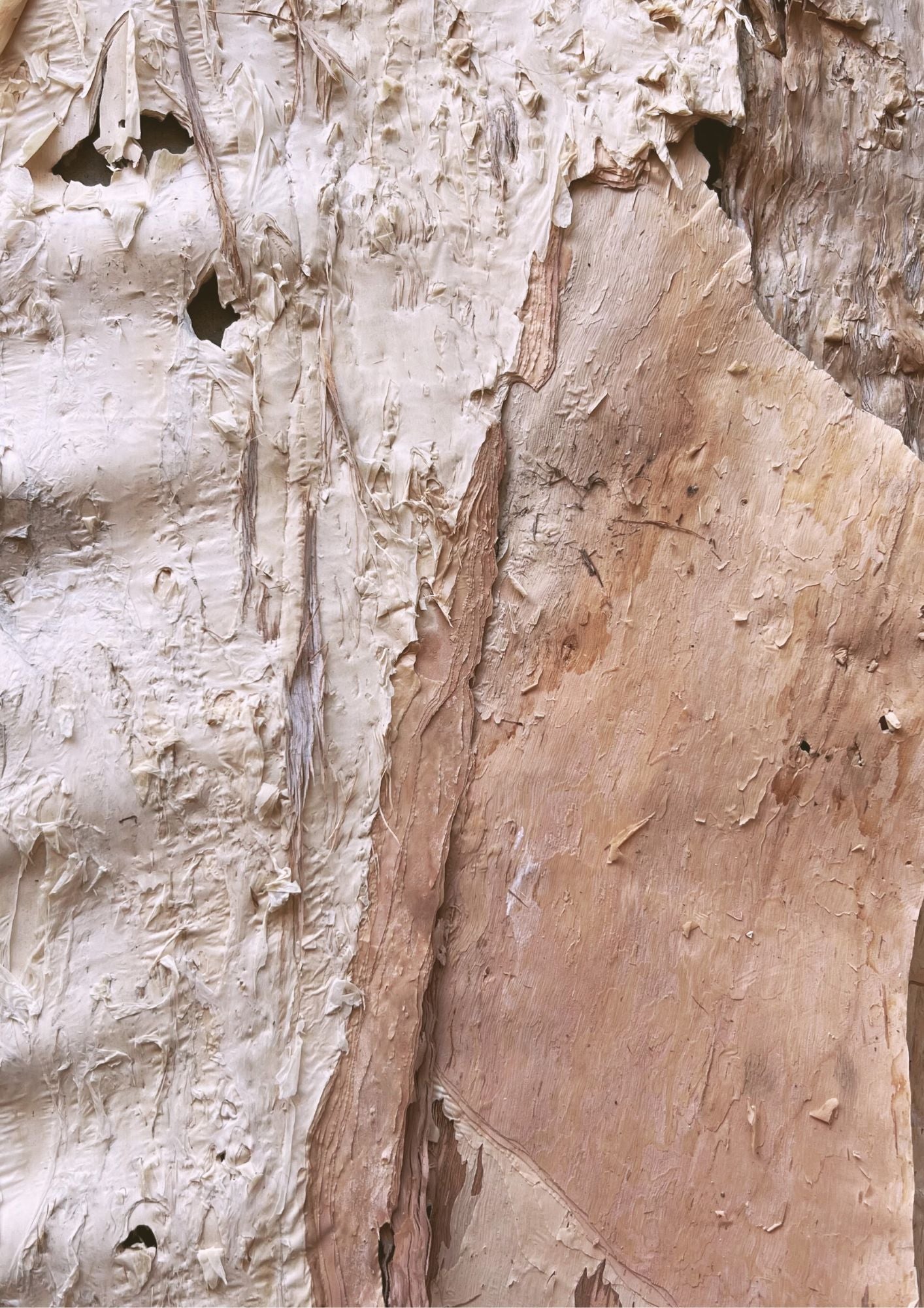 Paperbark Textures – LYPTUS ART