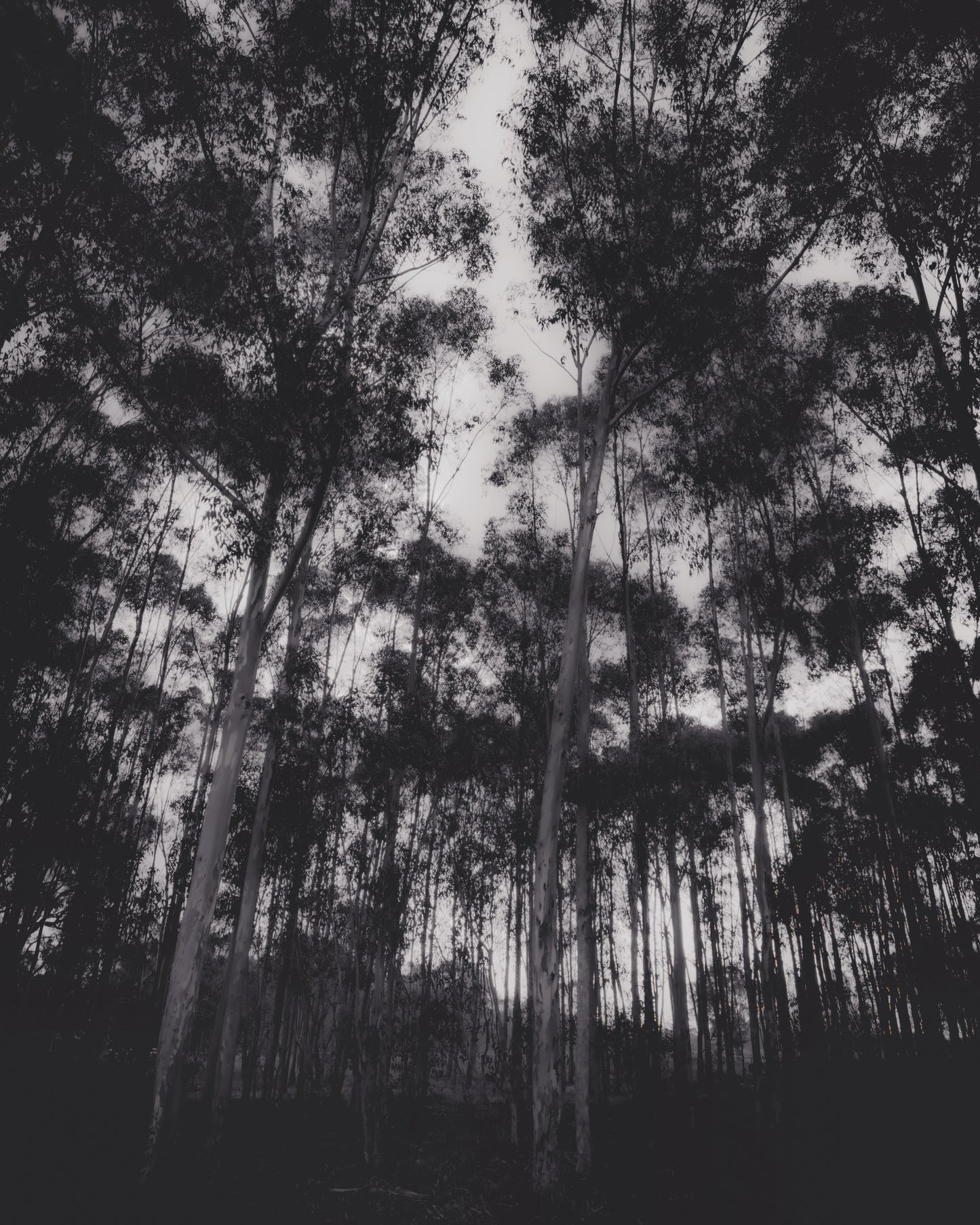 Gum Tree Dreaming