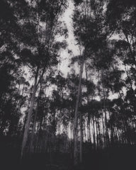 Gum Tree Dreaming