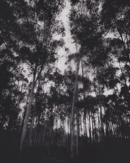 Gum Tree Dreaming
