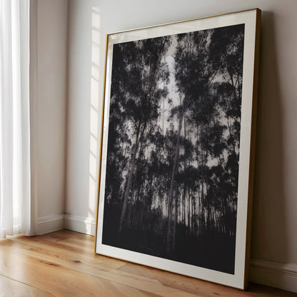 Gum Tree Dreaming