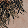 Bush Witch Hair Australian eucalyptus photography print featuring cascading gum leaves and seed clusters in muted sage green and earthy brown tones against a warm neutral background