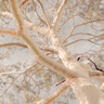 Heaven Scent Australian eucalyptus wall art featuring a pale lemon-scented gum tree photographed looking up through the canopy