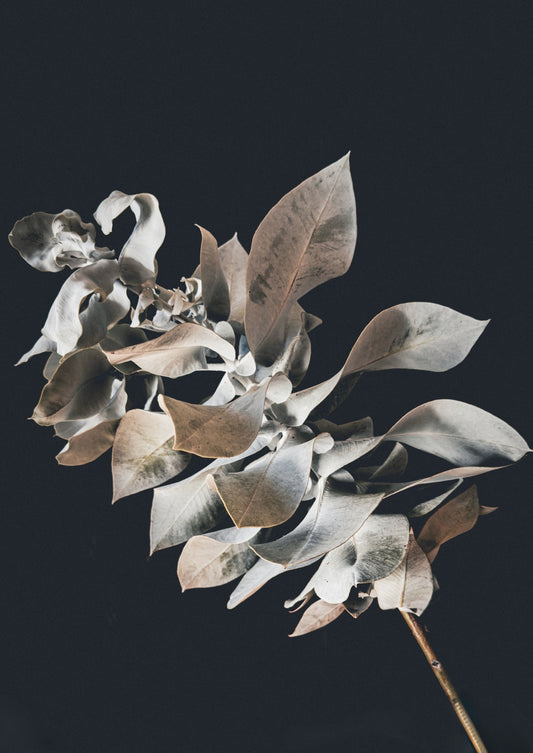 Macrocarpa Study - Limited Edition