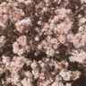 Myrtle Haze Australian botanical photography print featuring delicate white star shaped fringe myrtle flowers with soft pink tones and warm earthy foliage