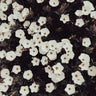 native confetti australian botanical photography print featuring delicate white native flowers clustered against dark green foliage, creating a striking floral pattern