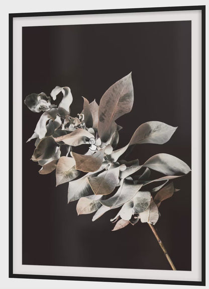 Macrocarpa Study - Limited Edition