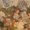 Australian abstract wall art print featuring lichen on rock  Rock at Rye by Lyptus Art