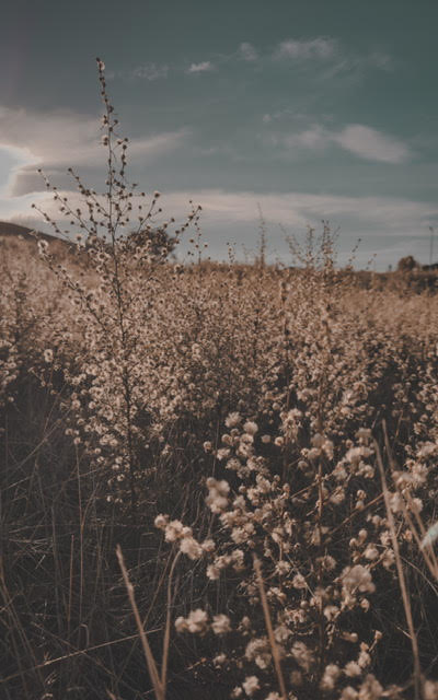 Weeds & Whimsy