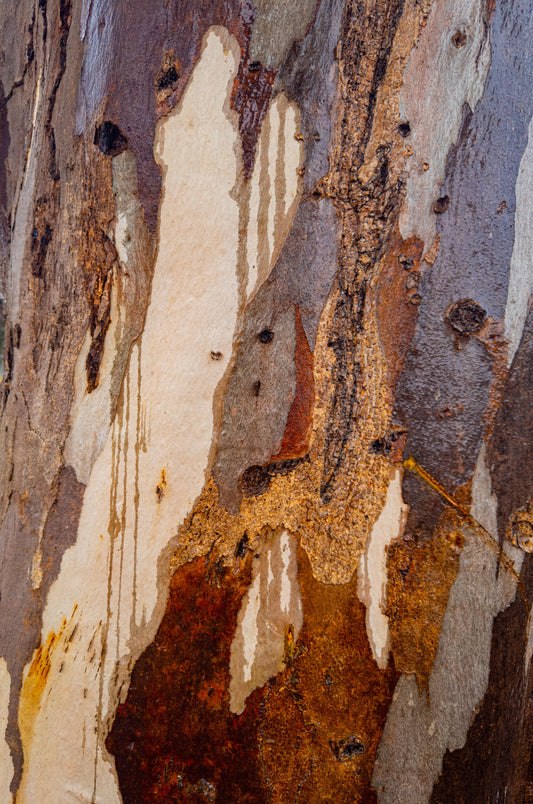 Rust & Rivulets