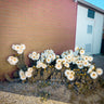 Untended cacti Australian botanical wall art featuring flowering cactus