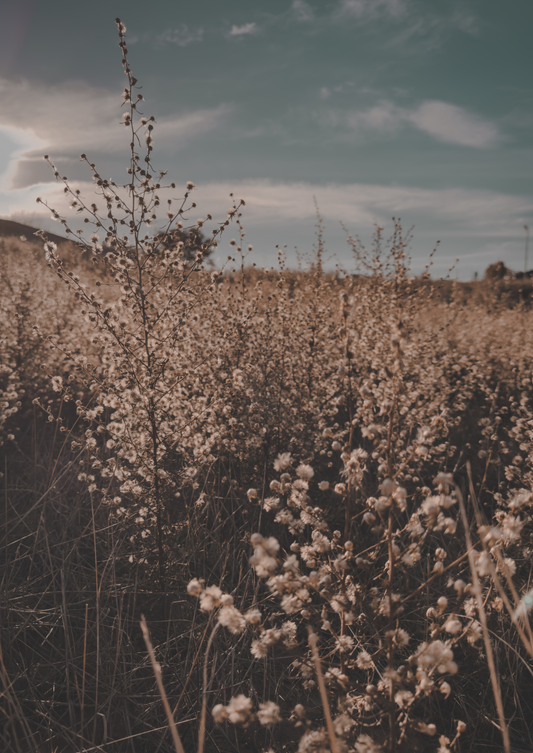 Weeds & Whimsy